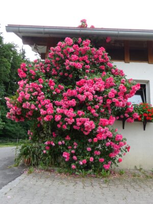 Vorschaubild: © OGV Anger