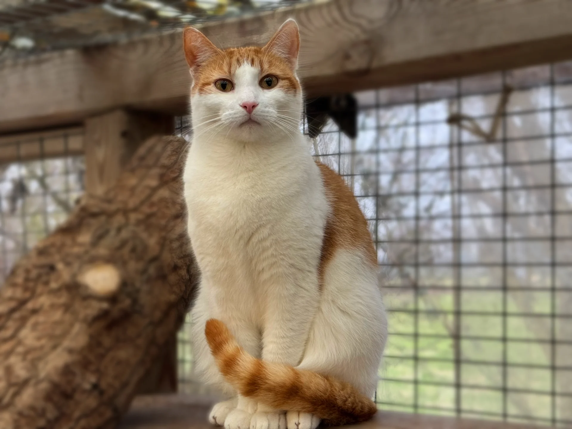 Zur Galerie: Butch