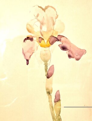 Vorschaubild: Schwertlilie, Aquarell Skizze