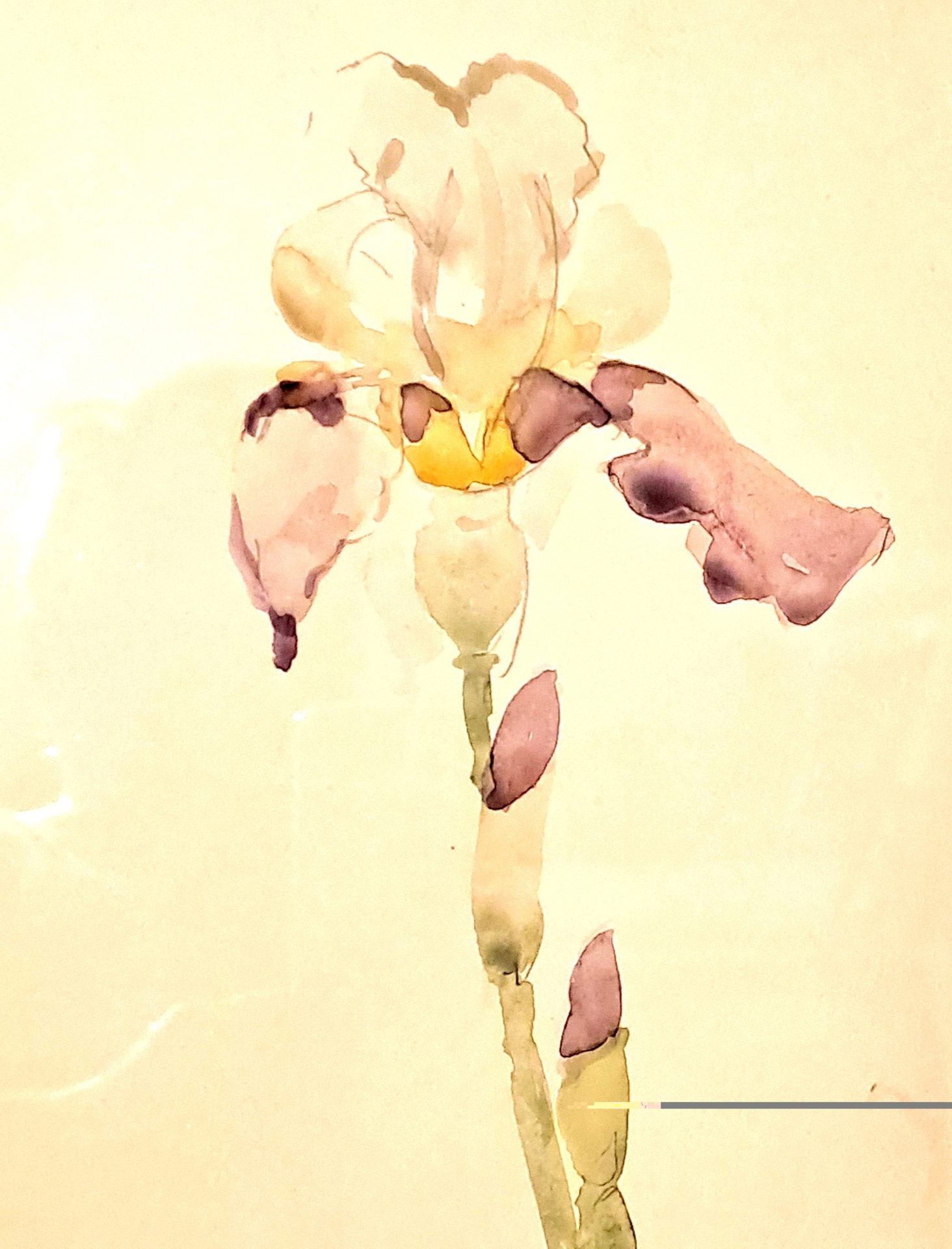 Bild: Schwertlilie, Aquarell Skizze
