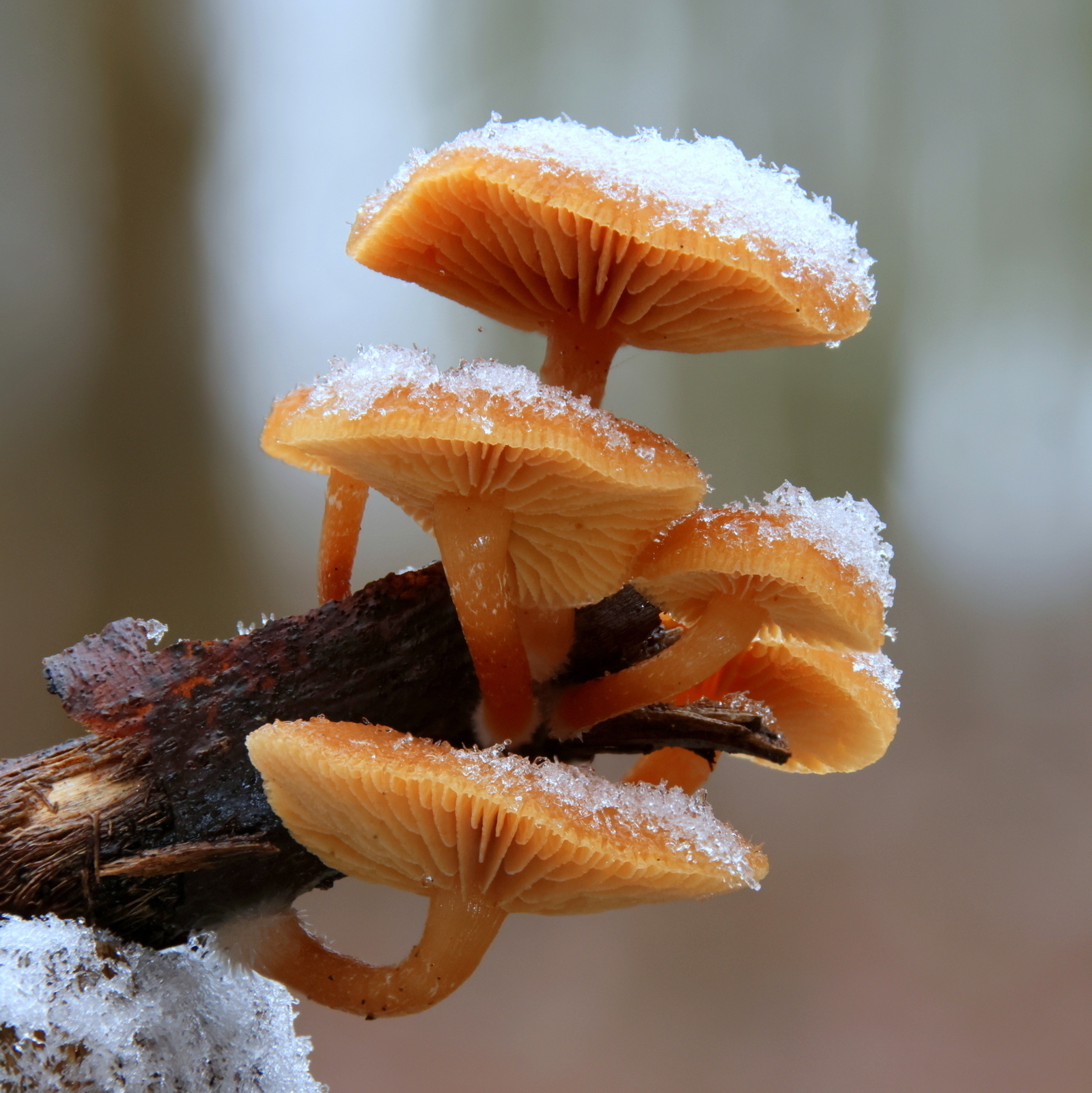 Peter Sekyra -  Pilze im Winter (11) Platz 1  (Bild vergr&ouml;&szlig;ern)