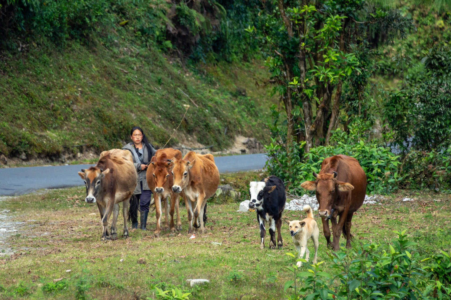 Bhutan - Viehhirtin  (Bild vergr&ouml;&szlig;ern)