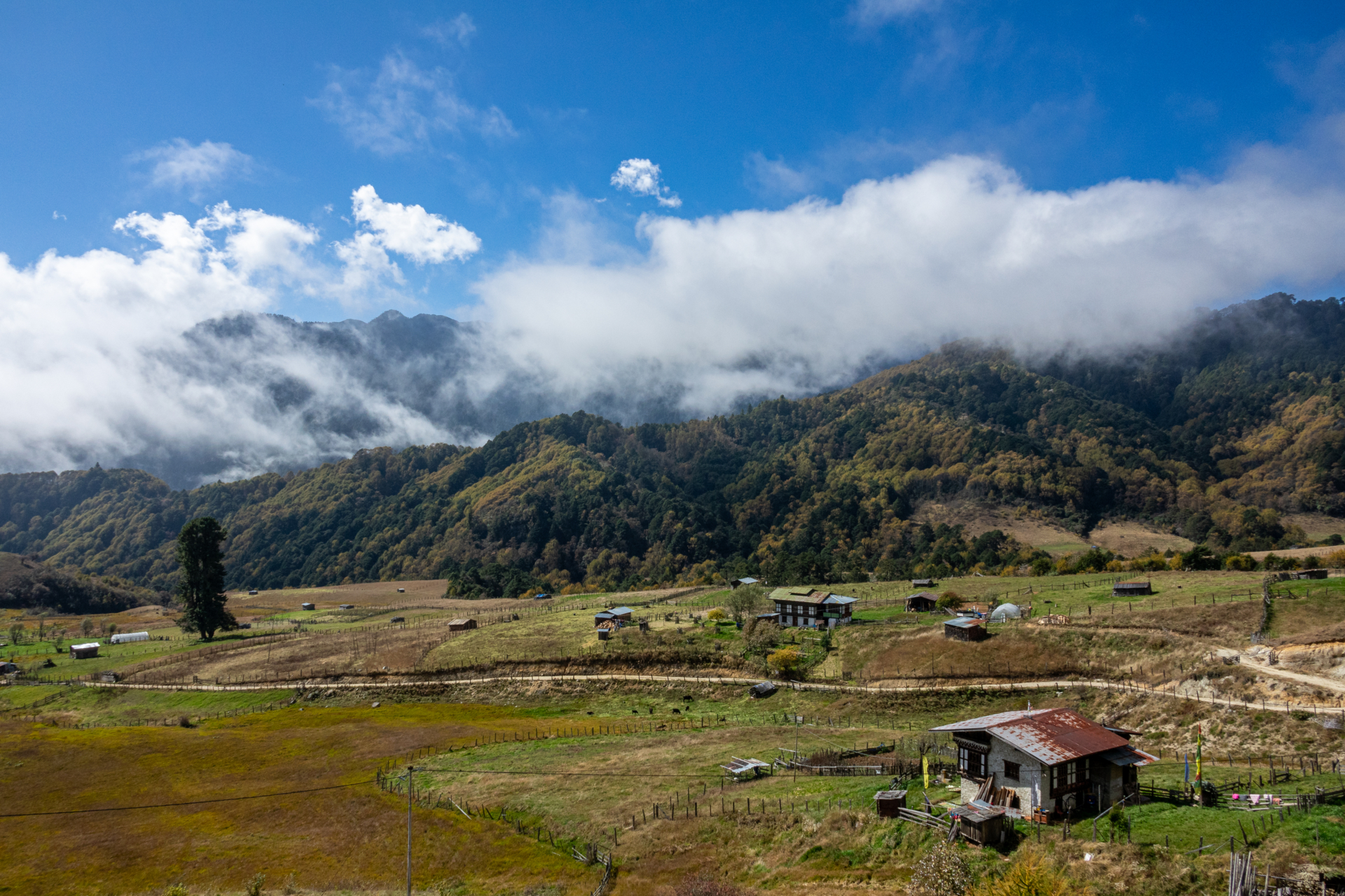 Bumthang  Tal - die kleine Schweiz Bhutans  (Bild vergr&ouml;&szlig;ern)