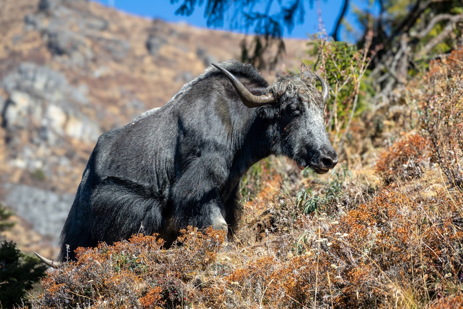 Yak  (Bild vergr&ouml;&szlig;ern)