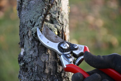 Vorschaubild: Fachgerechter Obstbaumschnitt mit Schere – Praxismodul der Obstbaumwart-Ausbildung