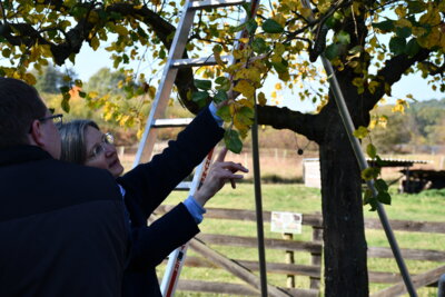 Vorschaubild: Teilnehmende beim Obstbaumwart-Kurs des LFV Nuthe-Nieplitz beim praktischen Baumschnitt