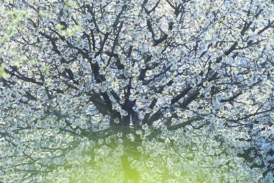 Vorschaubild: Kirschbaum auf einer Streuobstwiese – Steinobst-Sortenkunde im Kurs