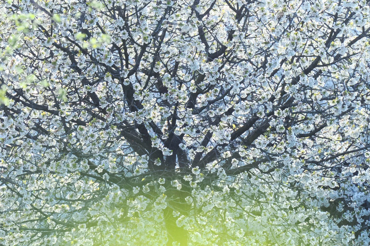 Bild: Kirschbaum auf einer Streuobstwiese – Steinobst-Sortenkunde im Kurs