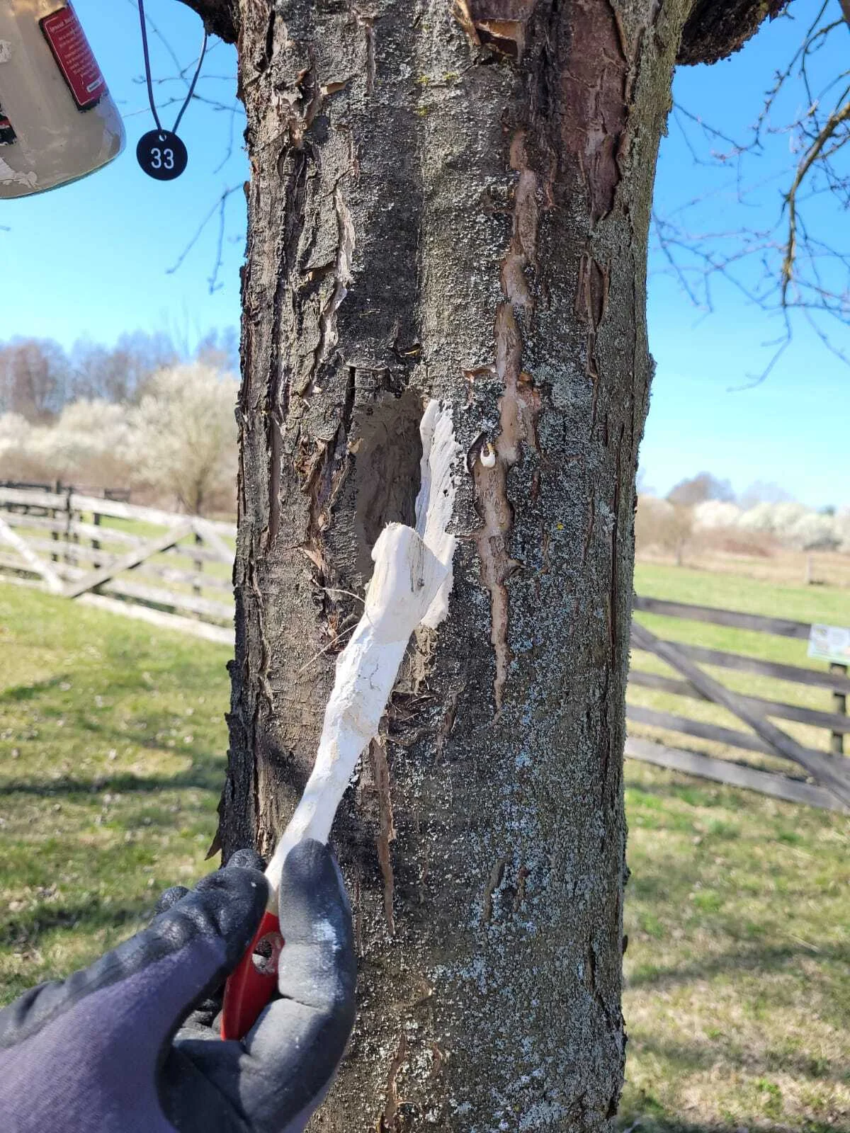 Bild: Wundbehandlung an einem Altbaum – Lehrinhalt der Obstbaumwart-Ausbildung