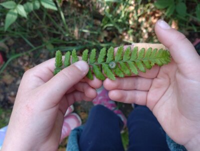 Vorschaubild: Blatt mit Raupe entdeckt