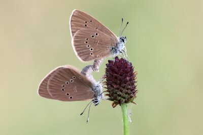 Vorschaubild: Dunkle Wiesenknopf-Ameisenbläulinge