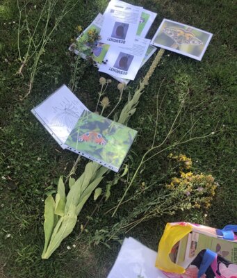 Vorschaubild: Schmetterlinge und Pflanzen Hort Horka