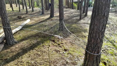 Vorschaubild: Treenets