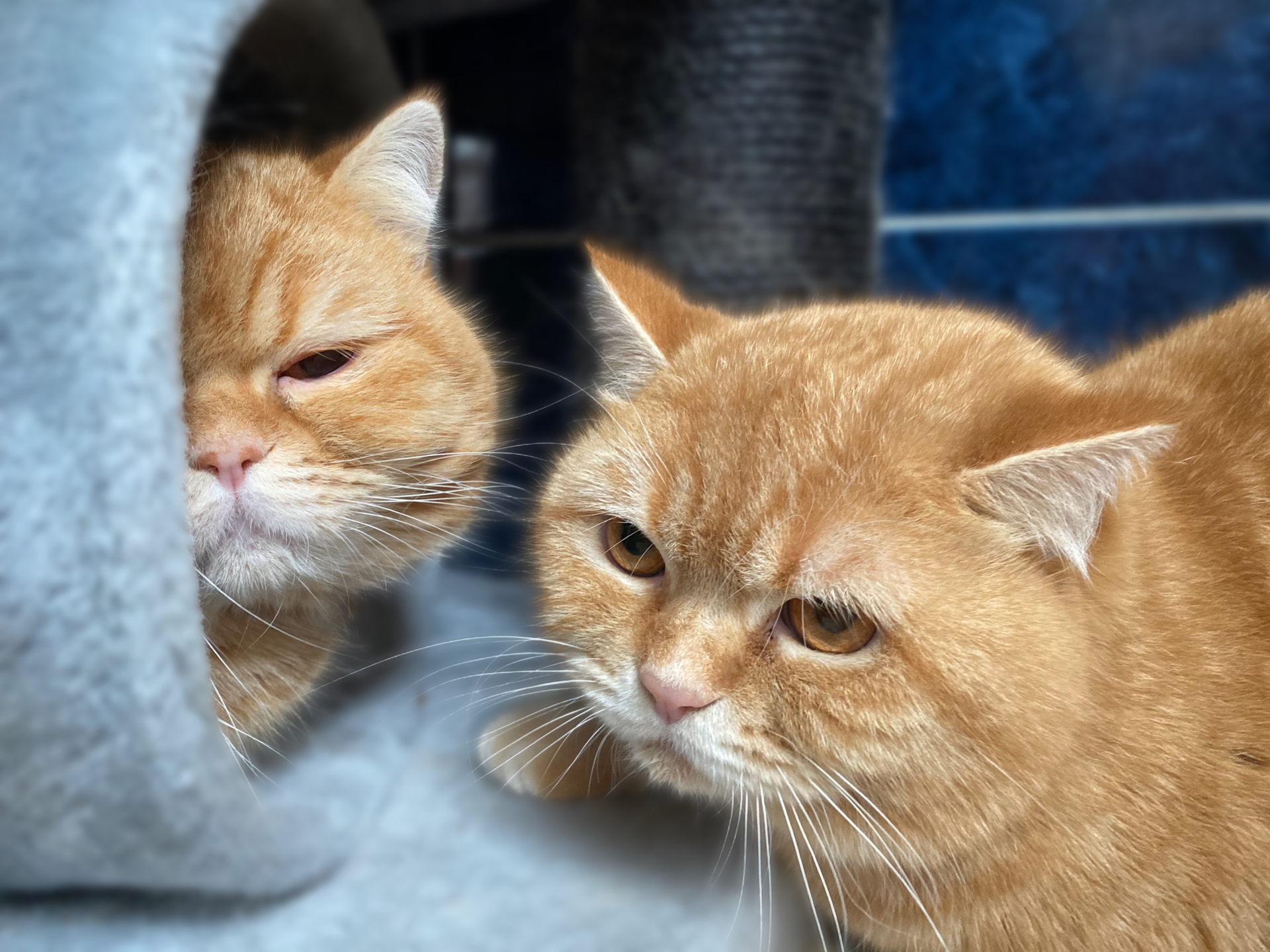 Bild: Bandit & Garfield