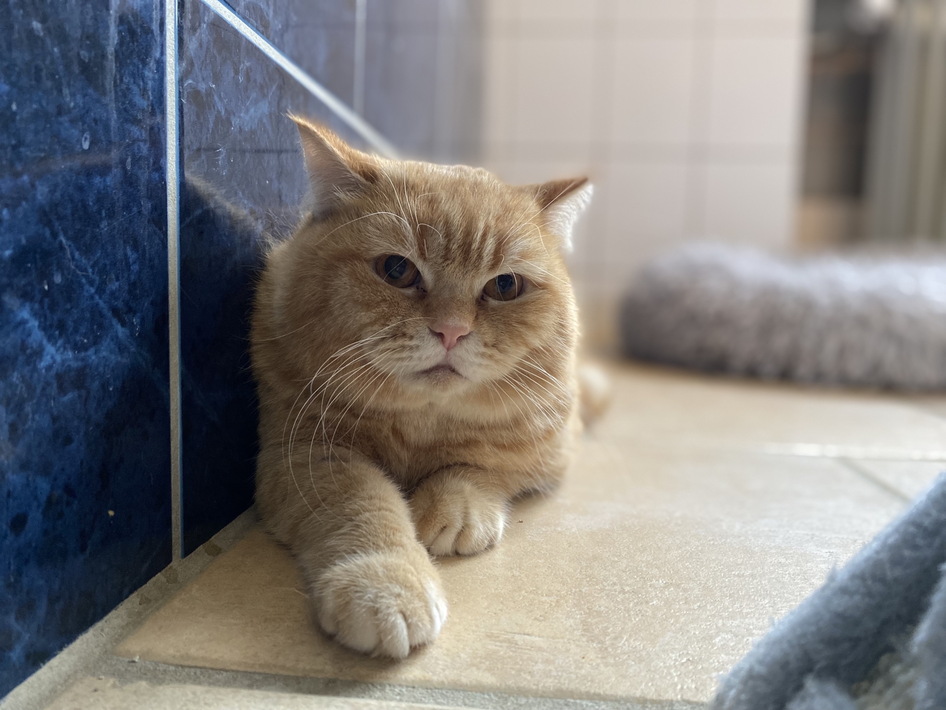 Bild: Garfield