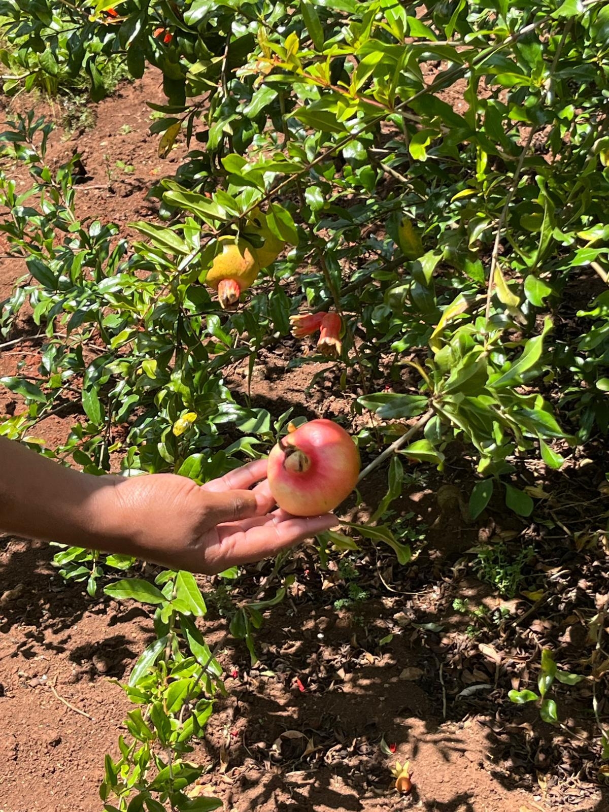 WhatsApp Image 2025-02-09 at 16 04 22(1) 