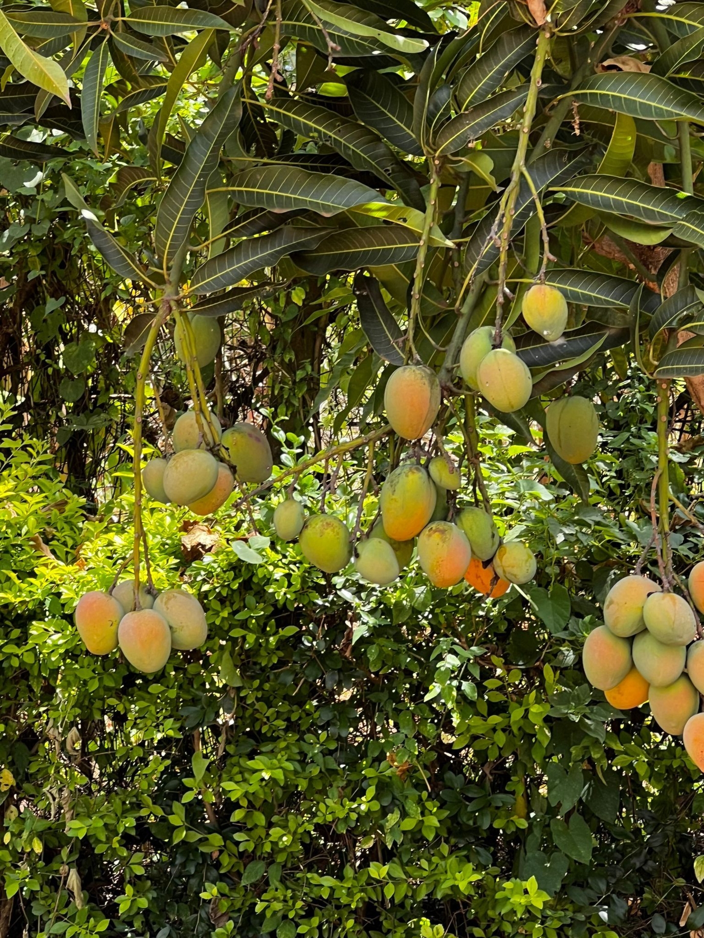 WhatsApp Image 2025-02-11 at 12 57 45(1) 