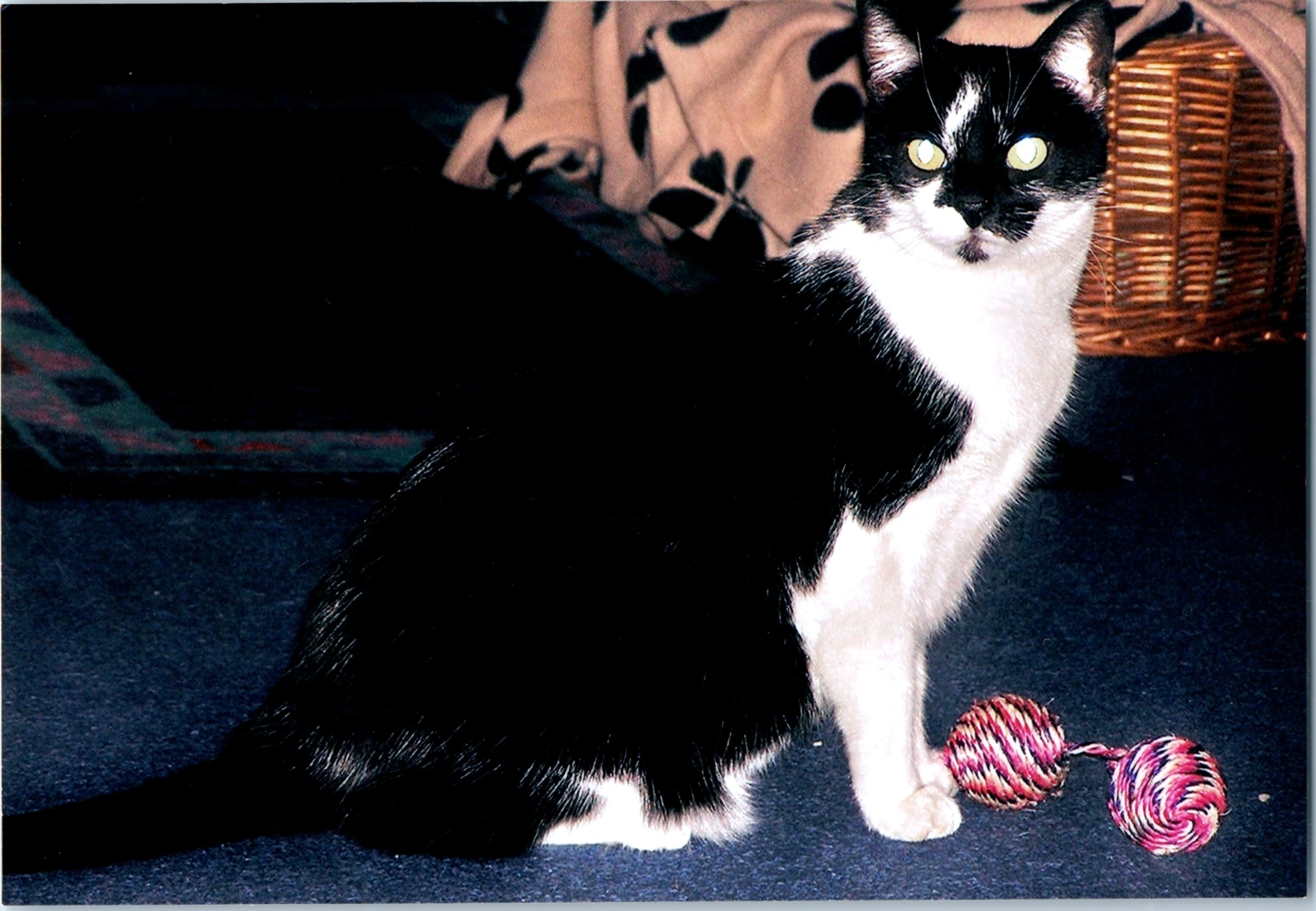 Zur Galerie: 3. Minou