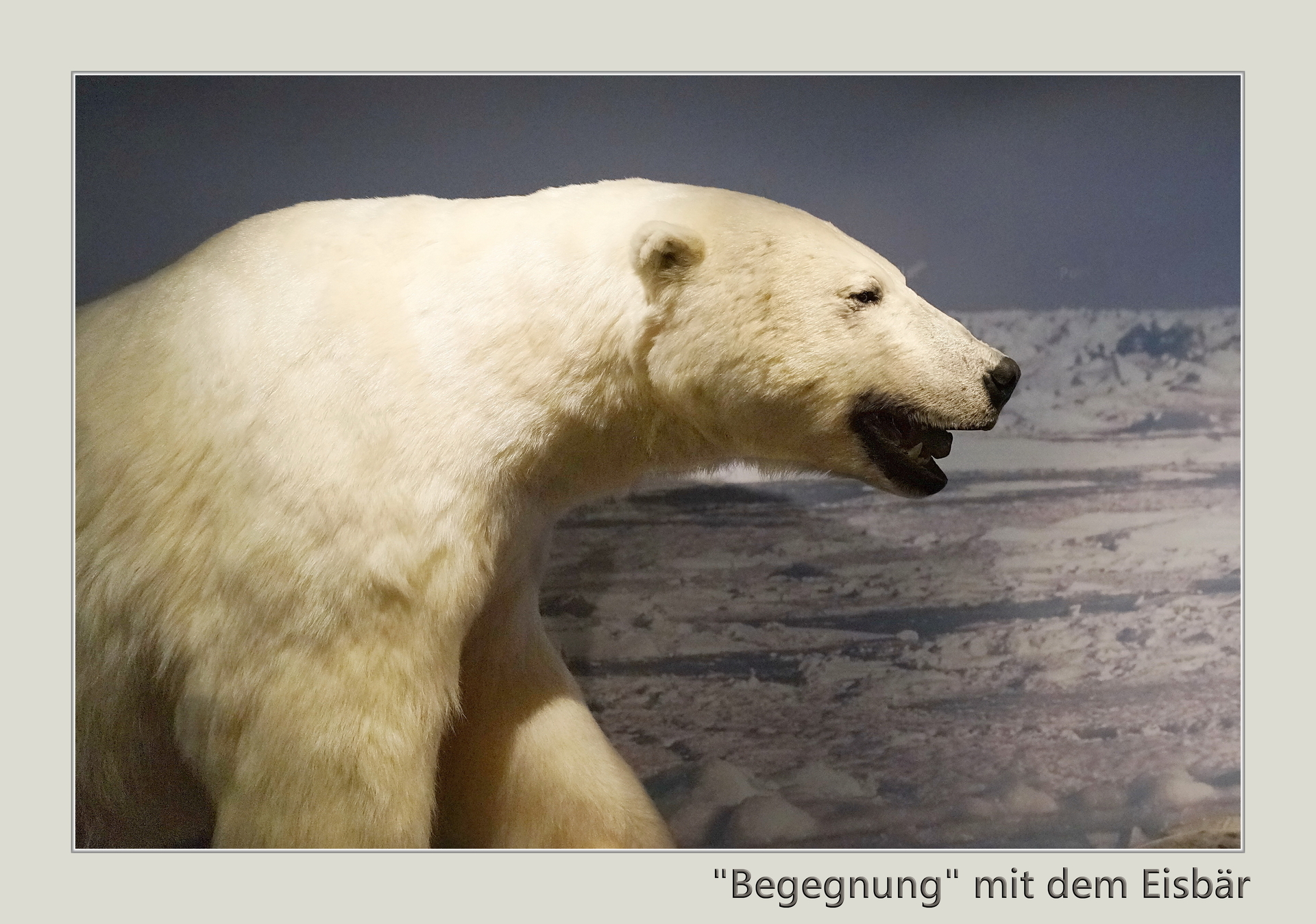 Eisb&auml;r in Hammerfest  (Bild vergr&ouml;&szlig;ern)