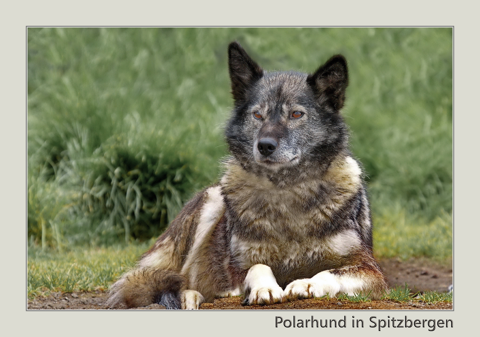 Polarhund in Longyearbyen  (Bild vergr&ouml;&szlig;ern)