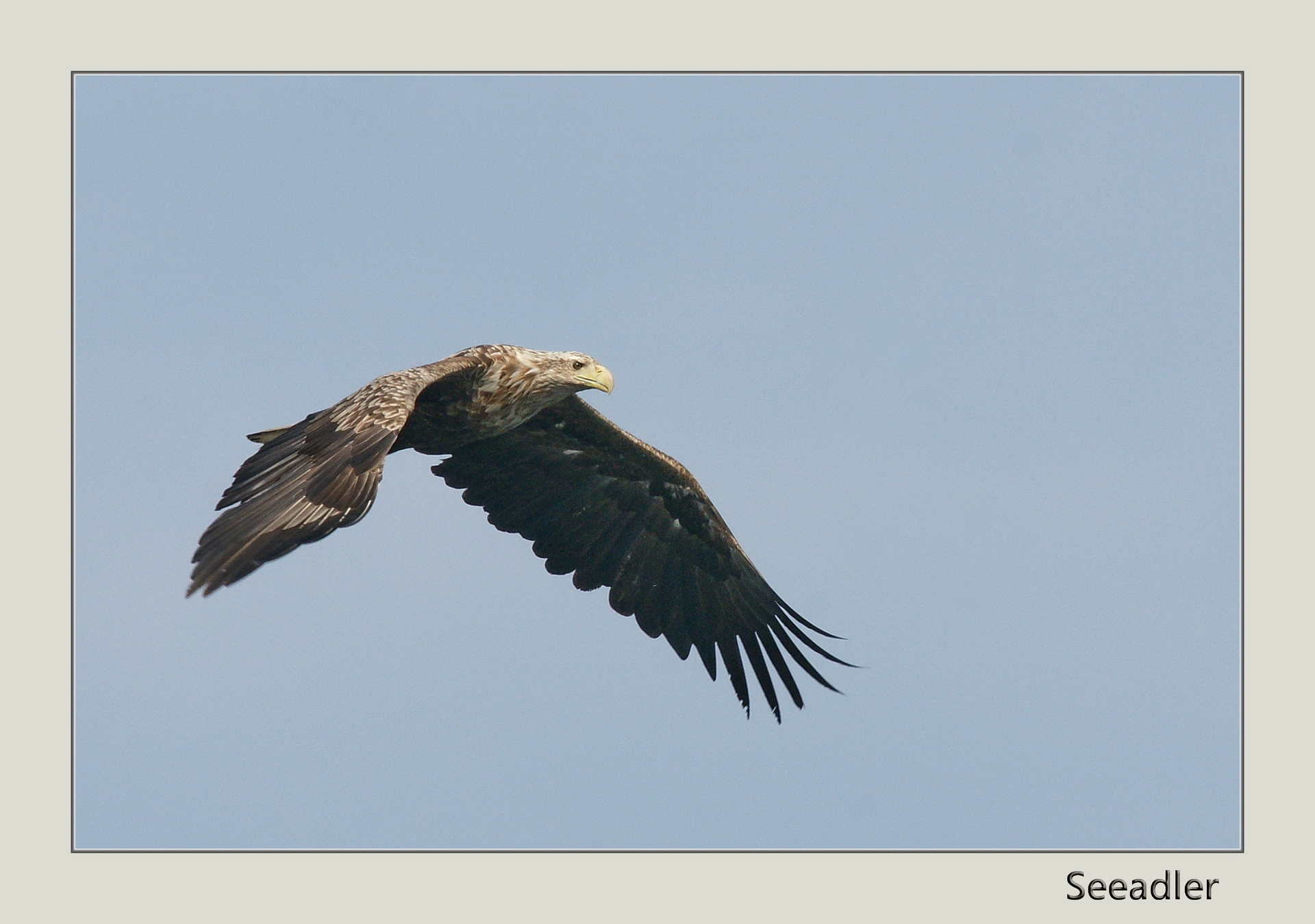 Seeadler Lofoten  (Bild vergr&ouml;&szlig;ern)