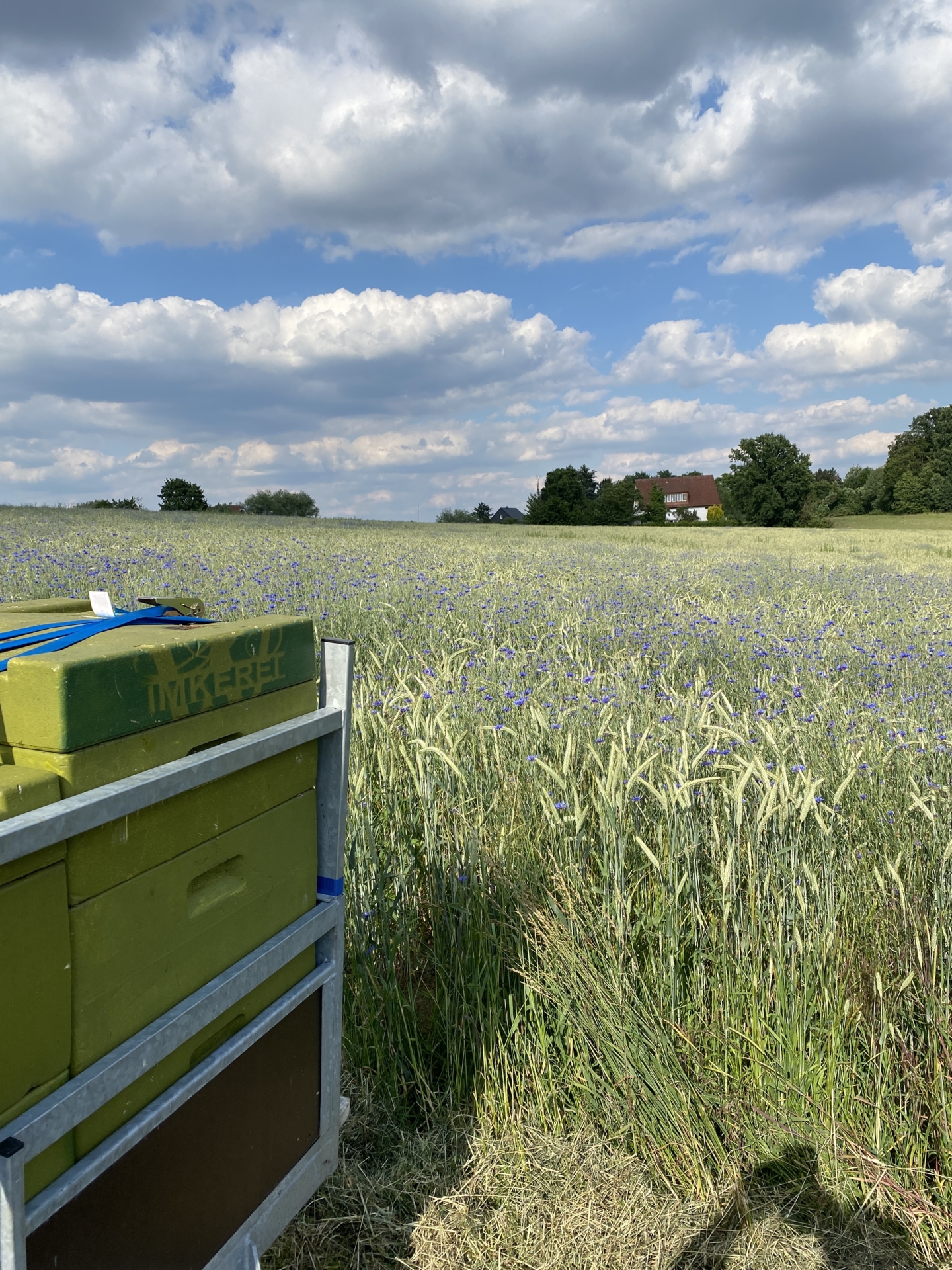 Bild : Bienenstand Lage
