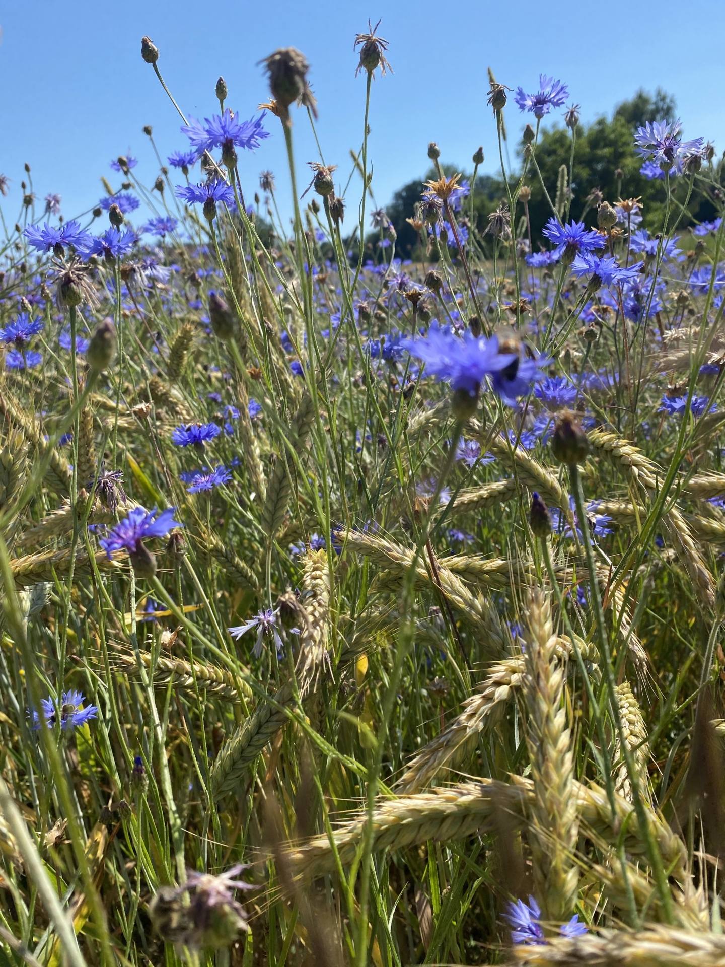Bild : Kornfeld