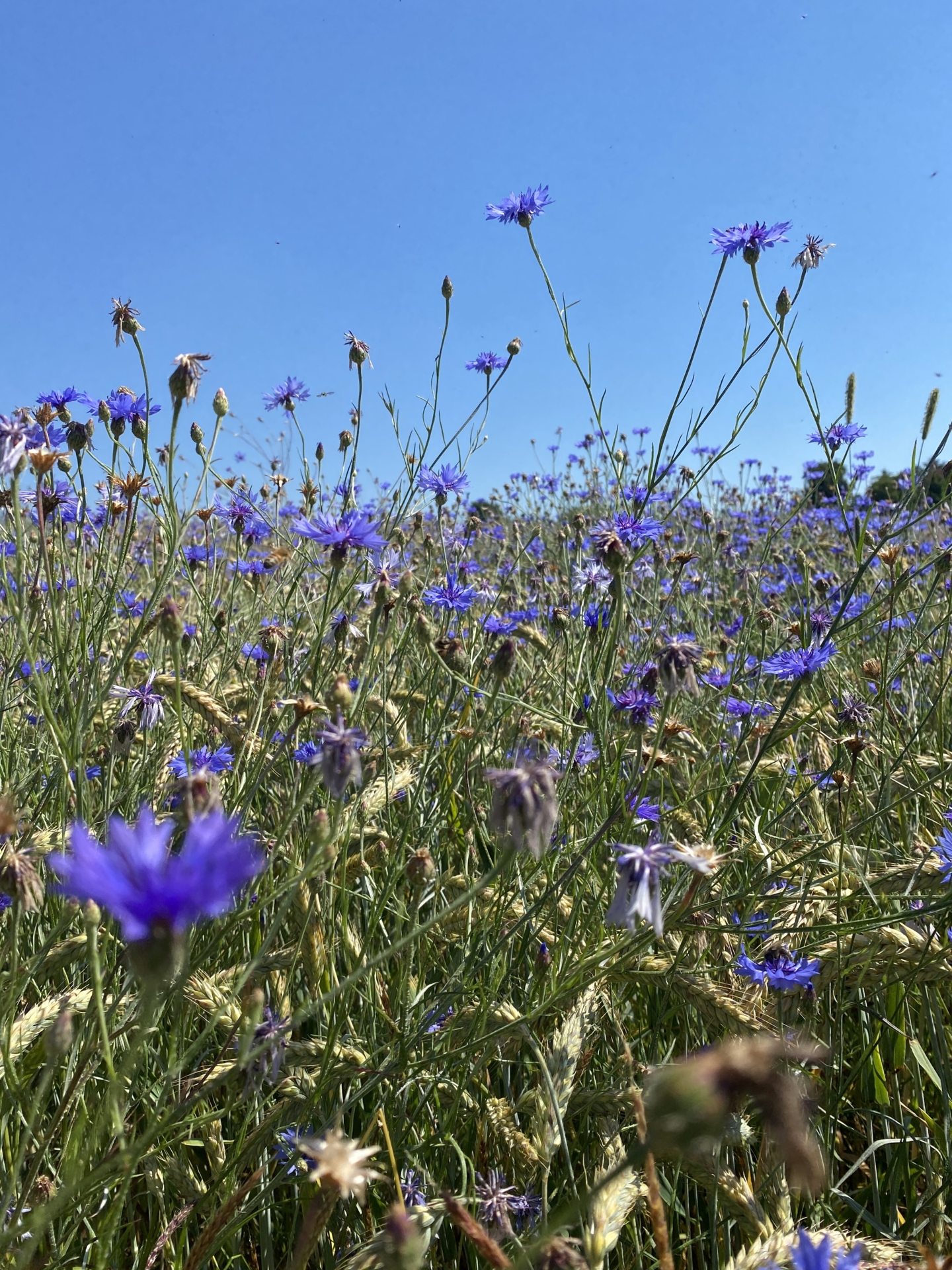Bild : Kornfeld
