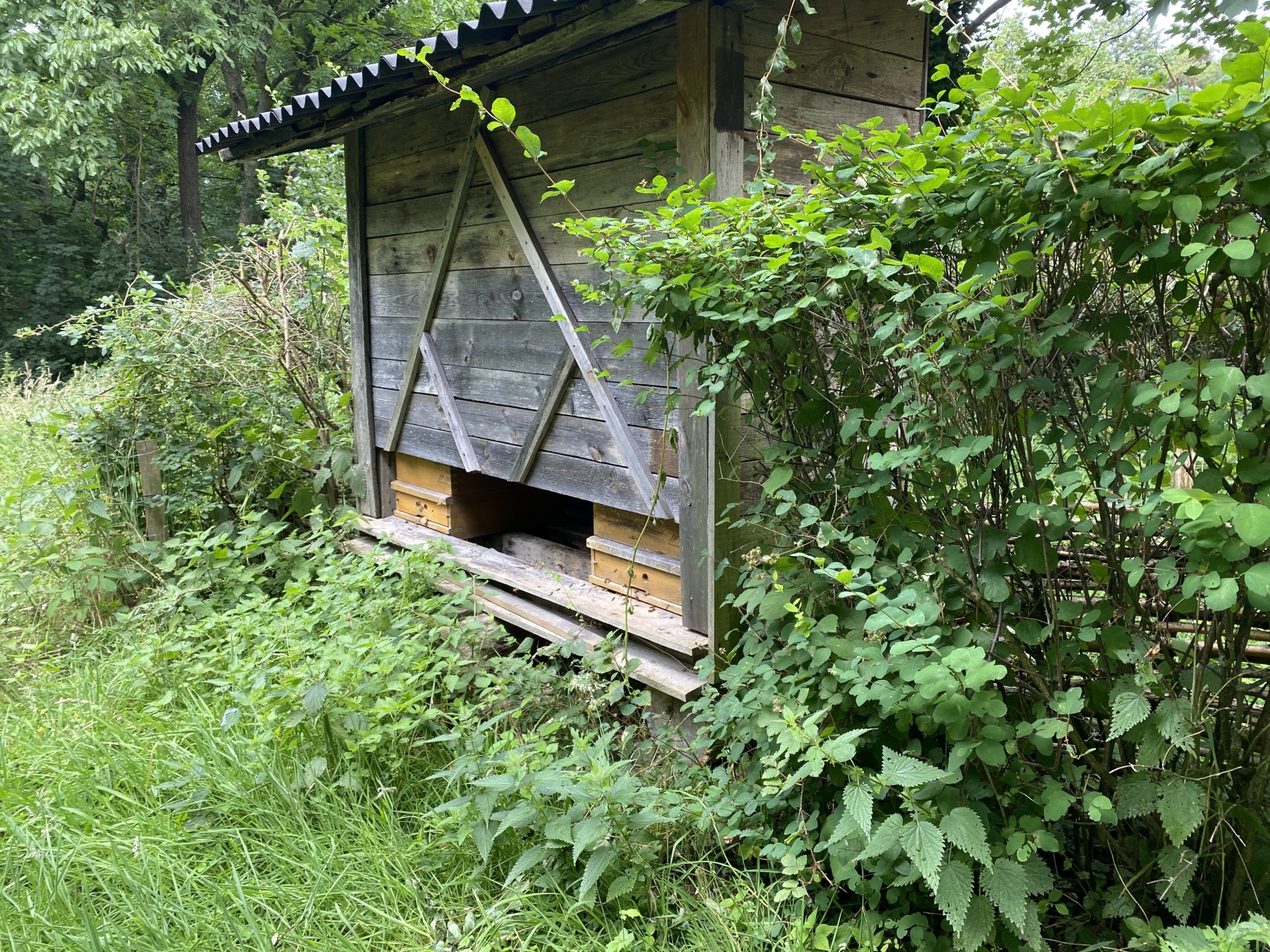 Bild : Bienenstand Stadtwald