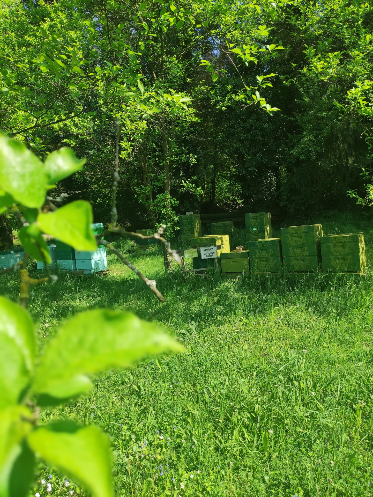 Bild : Bienenstand Lemgo