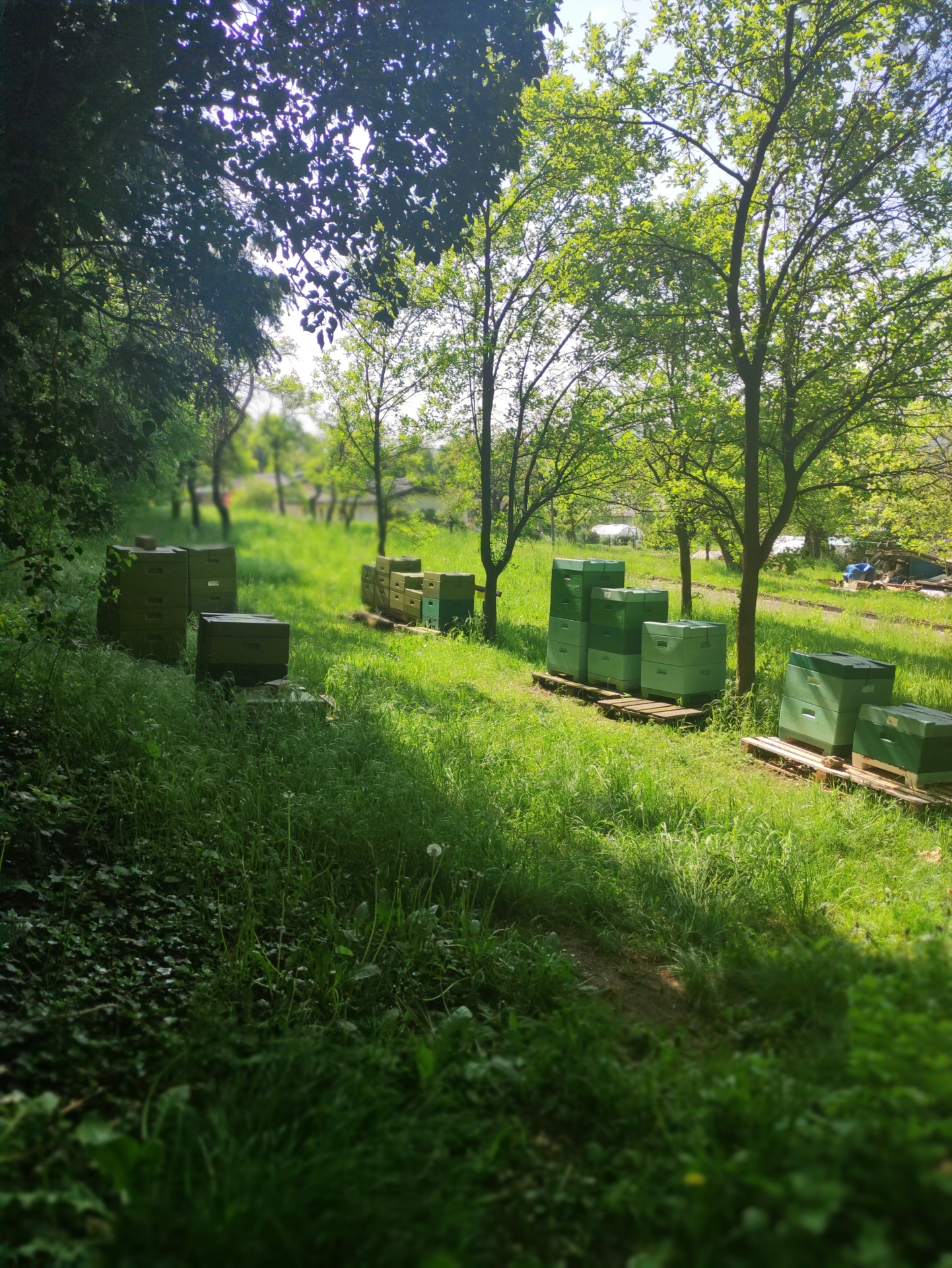 Bild : Bienenstand Lemgo