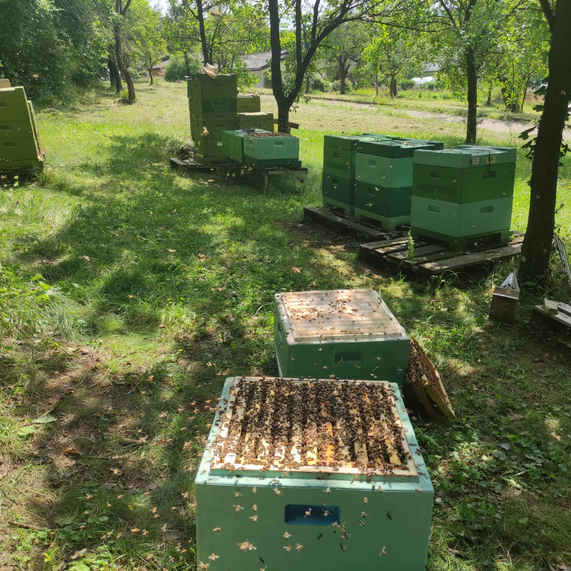 Bild : Bienenstand Lemgo