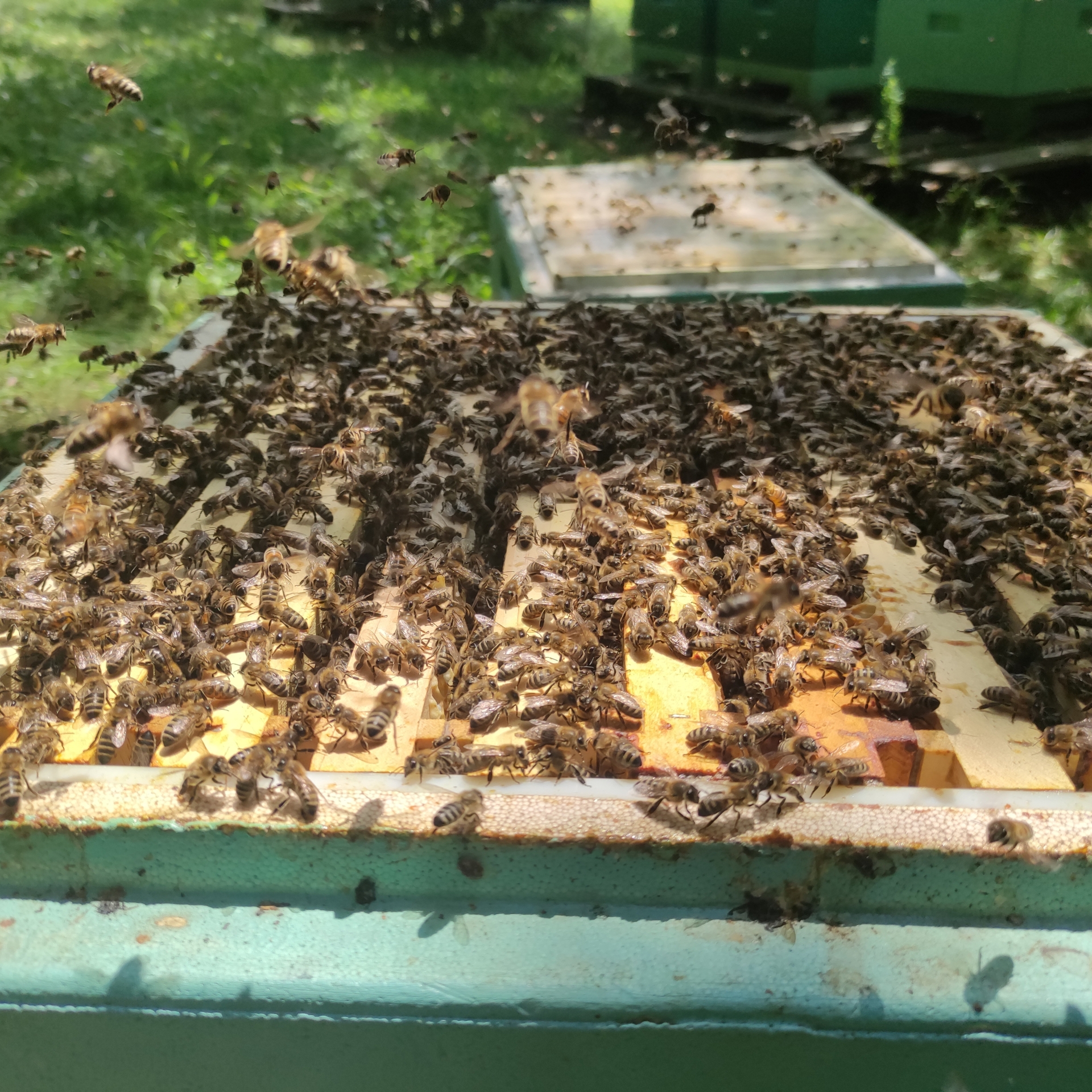 Bild : Bienenstand Lemgo