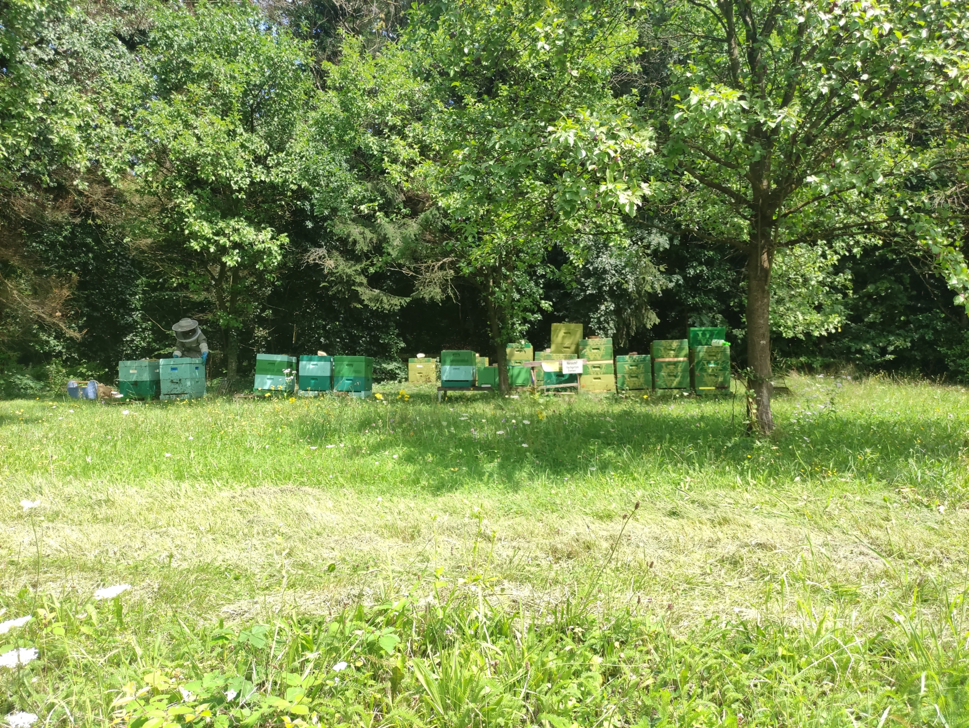 Bild : Bienenstand Lemgo