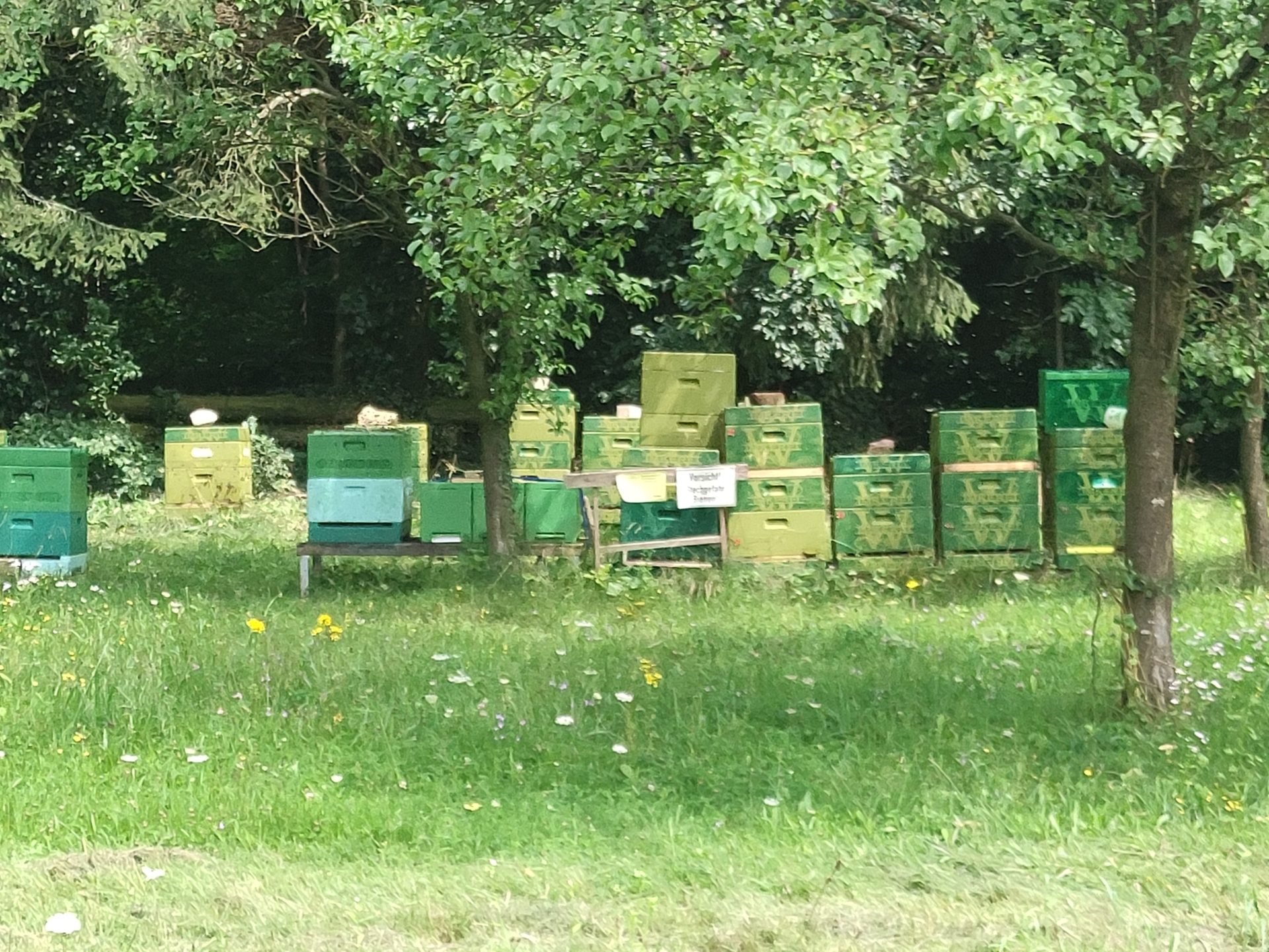 Bild : Bienenstand Lemgo