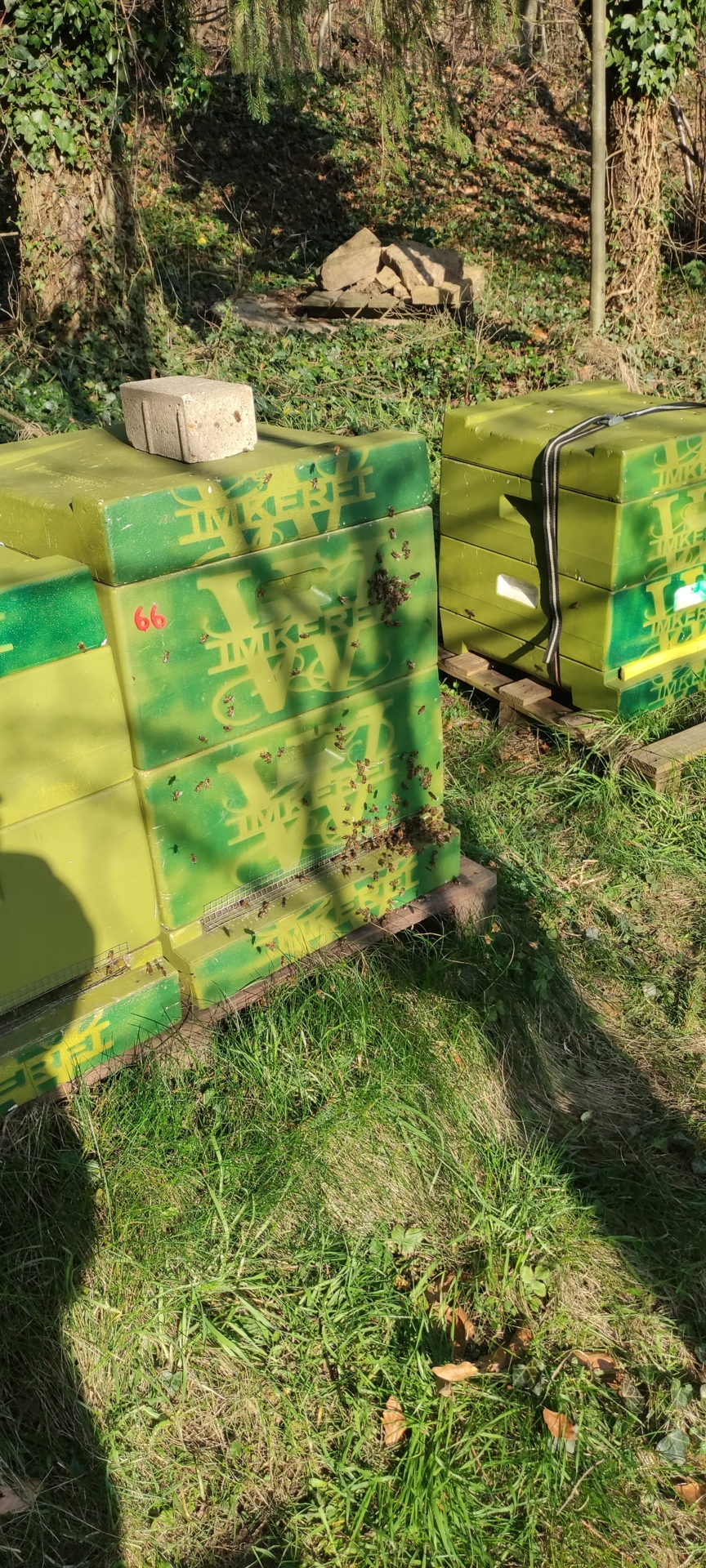 Bild : Bienenstand Lemgo
