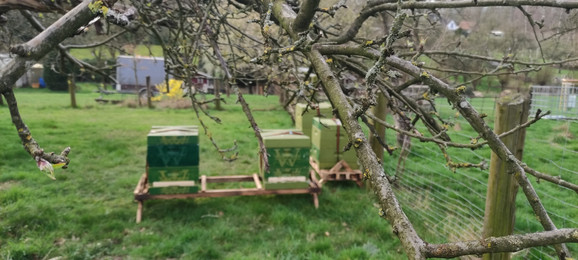 Bild : Bienenstand Lage