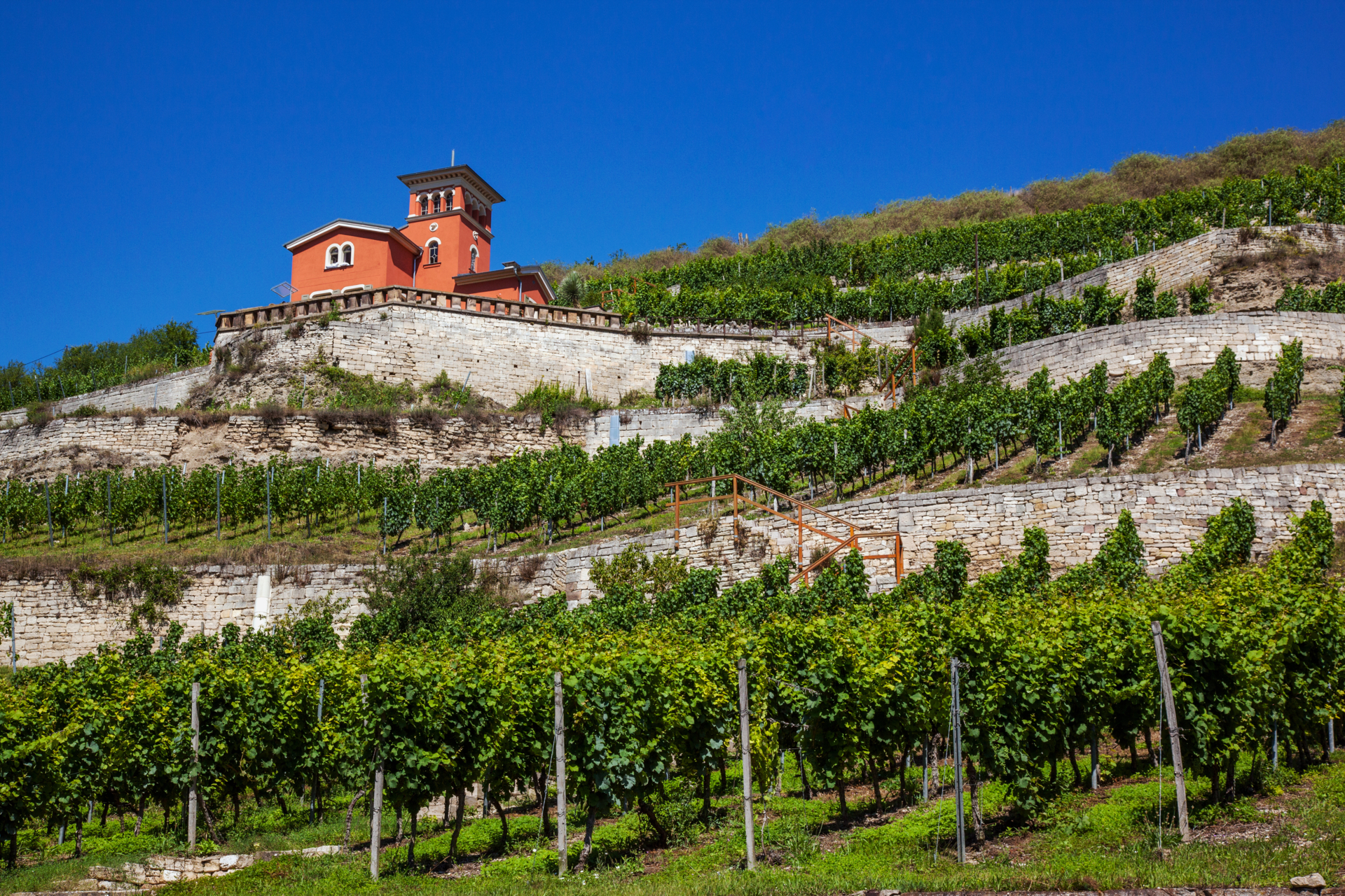 Weinterrassen in Freyburg  (Bild vergr&ouml;&szlig;ern)
