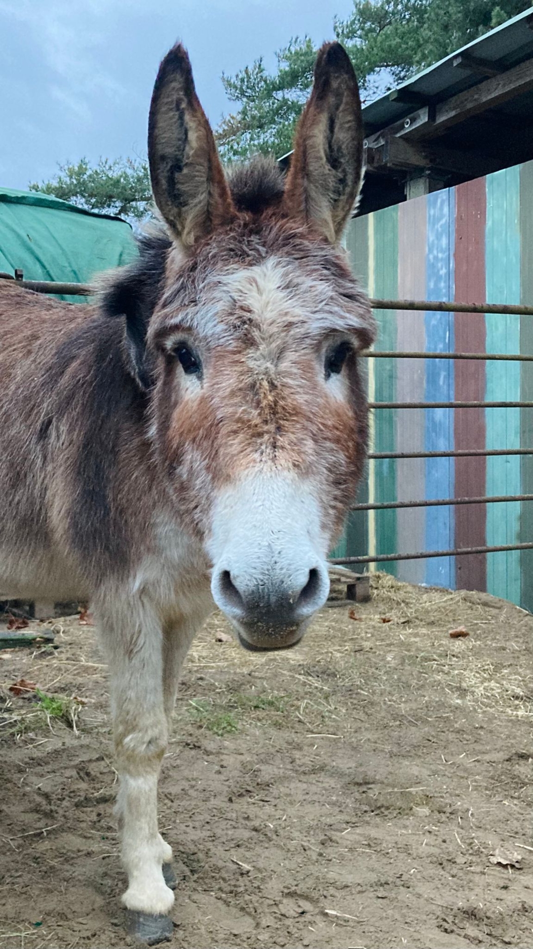 Zur Galerie: Bonnie