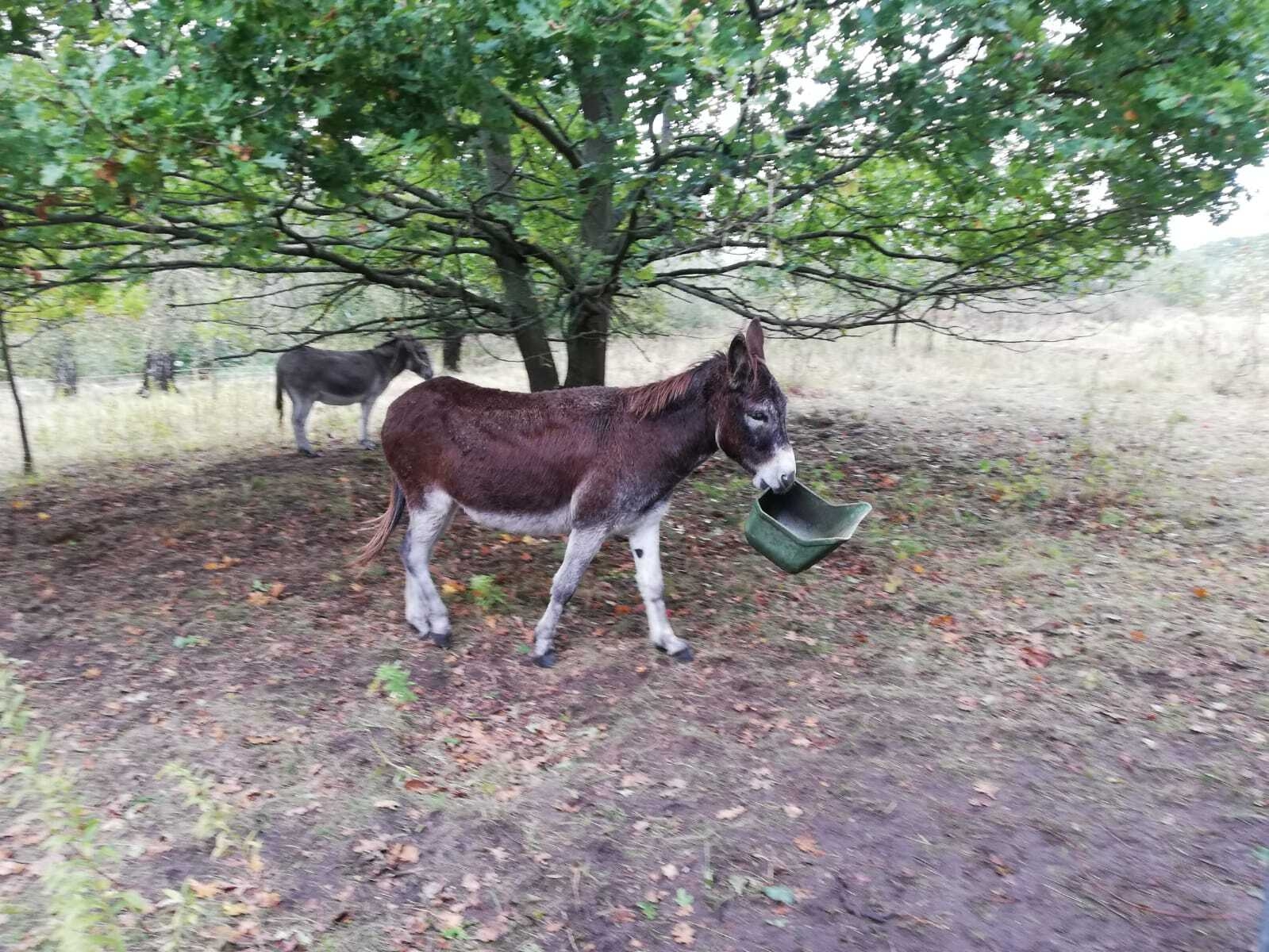 Foto der Galerie: Donkey