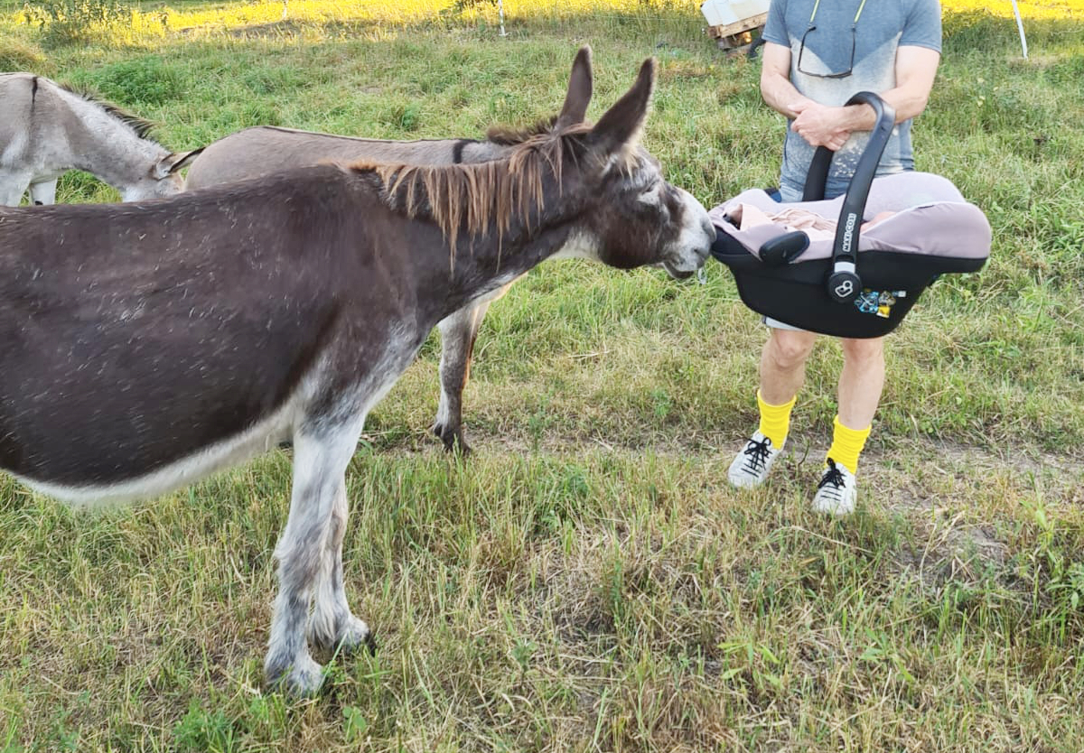 Foto der Galerie: Donkey