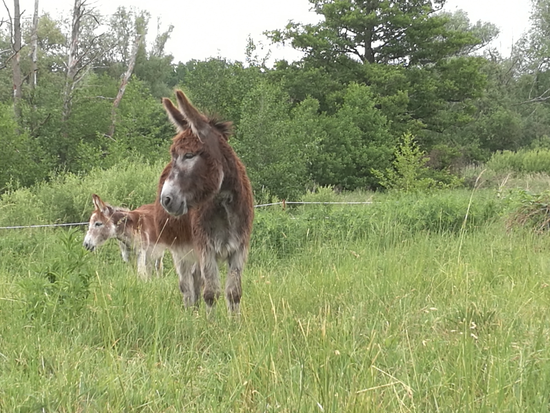 Foto der Galerie: Donkey
