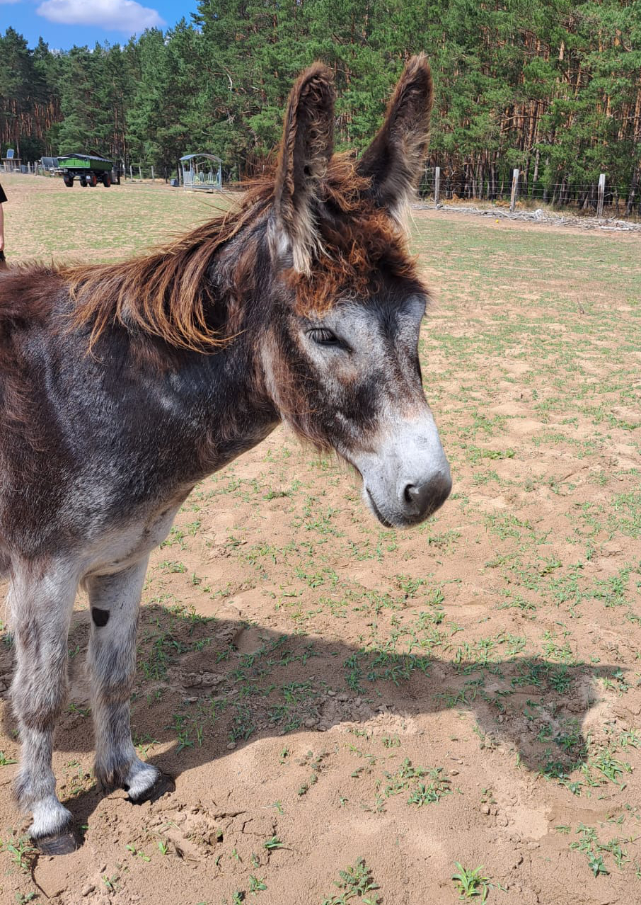 Zur Galerie: Donkey