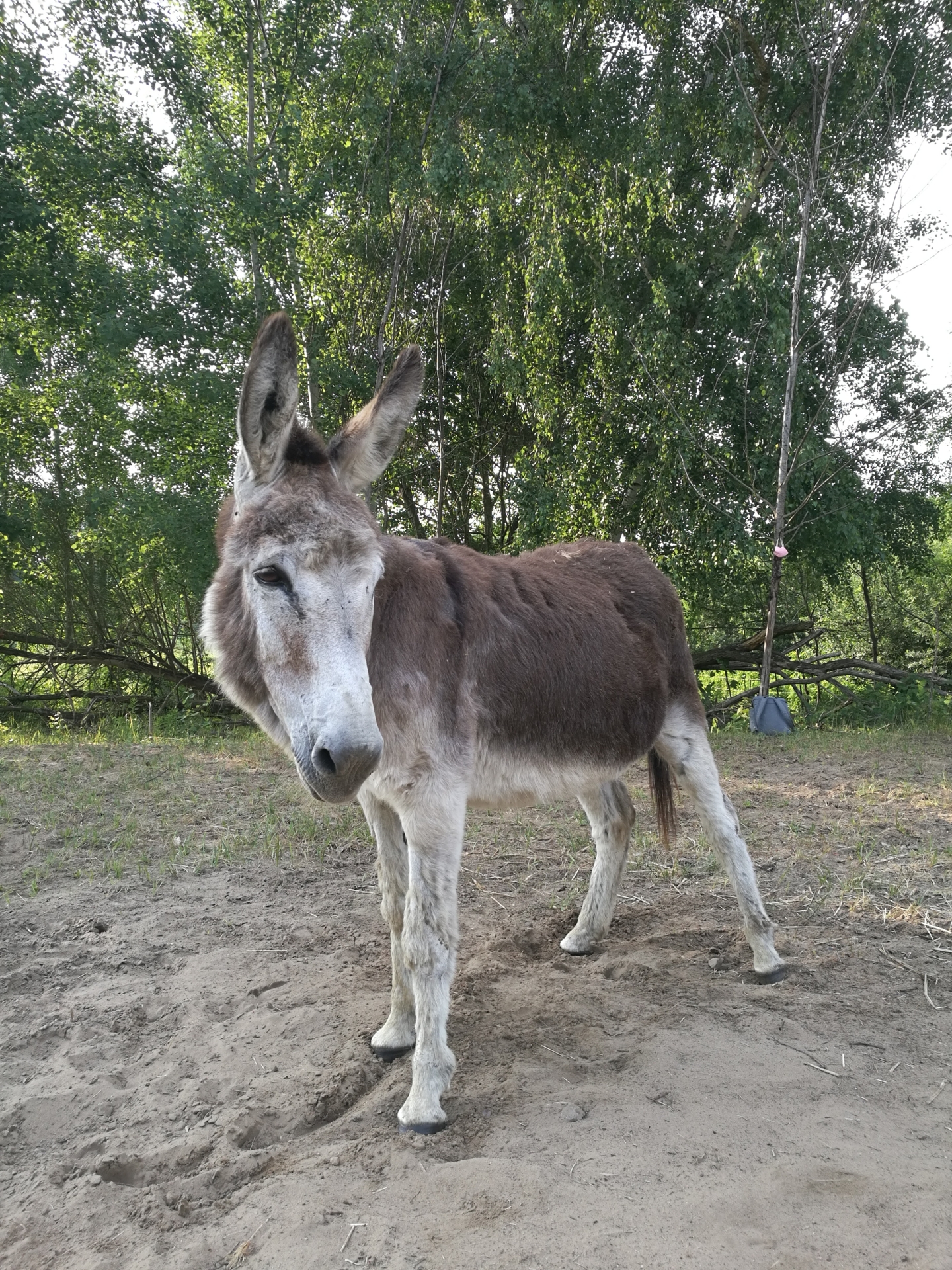 Zur Galerie: Narcisse*