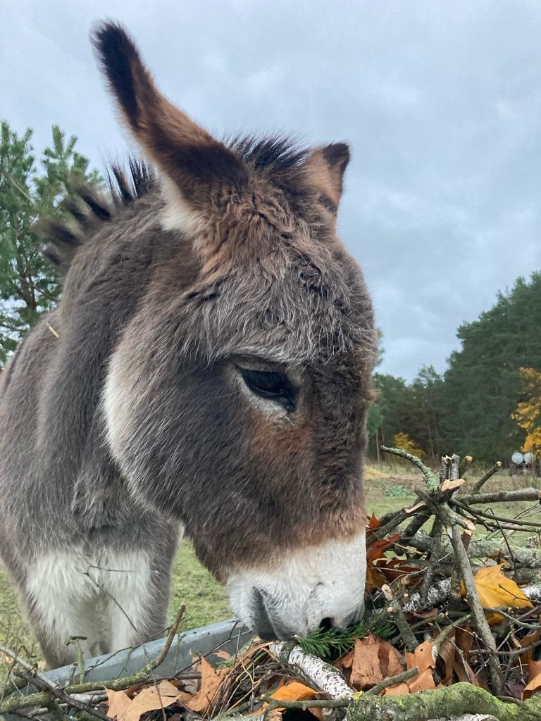 Zur Galerie: Ricky
