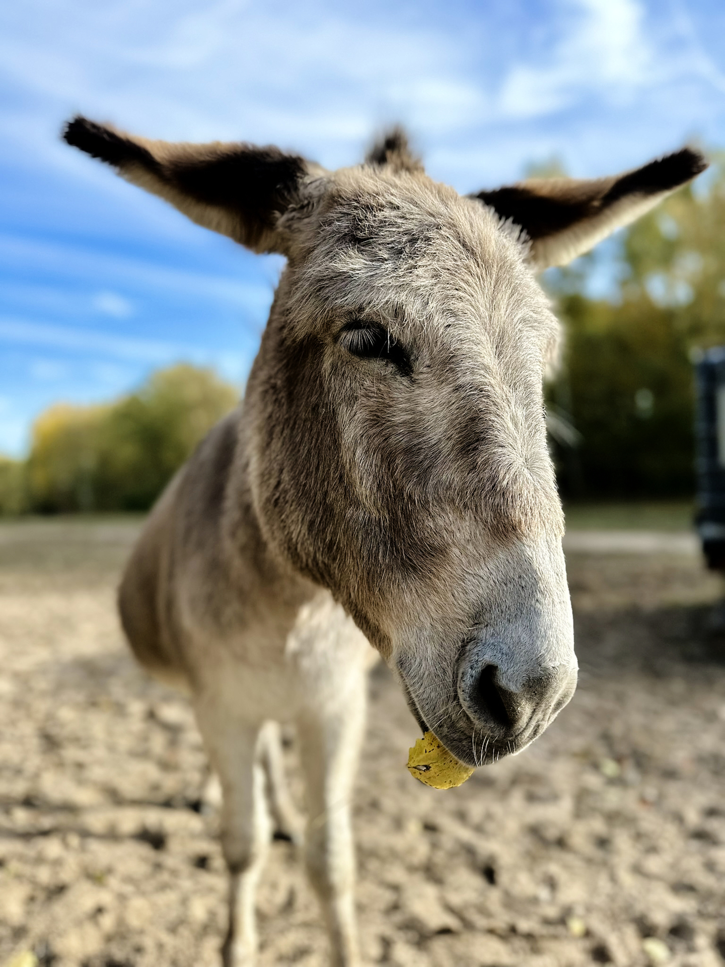 Zur Galerie: Zora