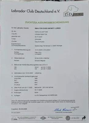 Vorschaubild: Zuchtzulassung Daisy
