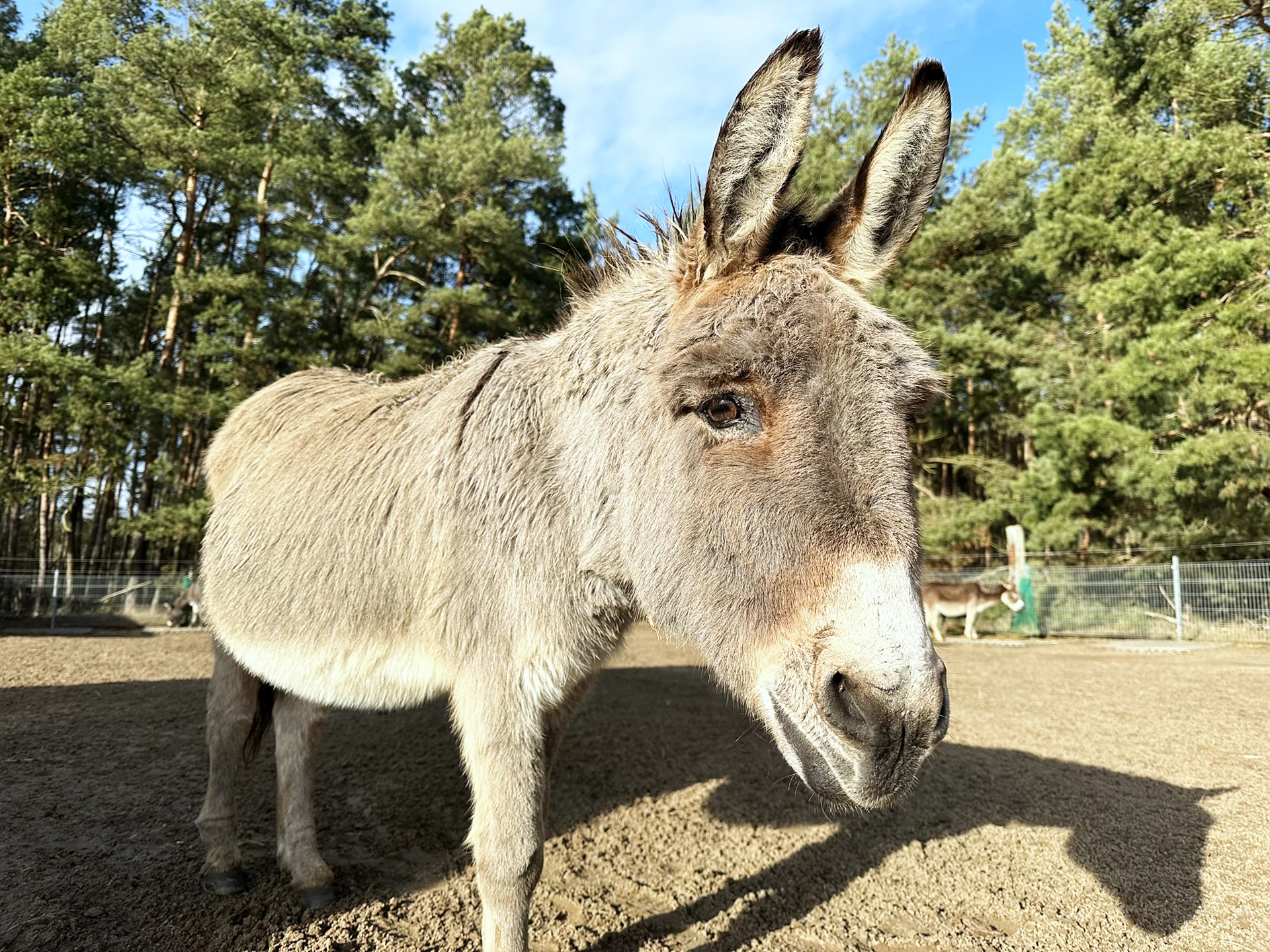 Zur Galerie: Samu