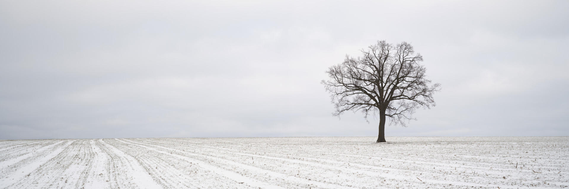 Felix Fischer - Winterbaum  (Bild vergr&ouml;&szlig;ern)