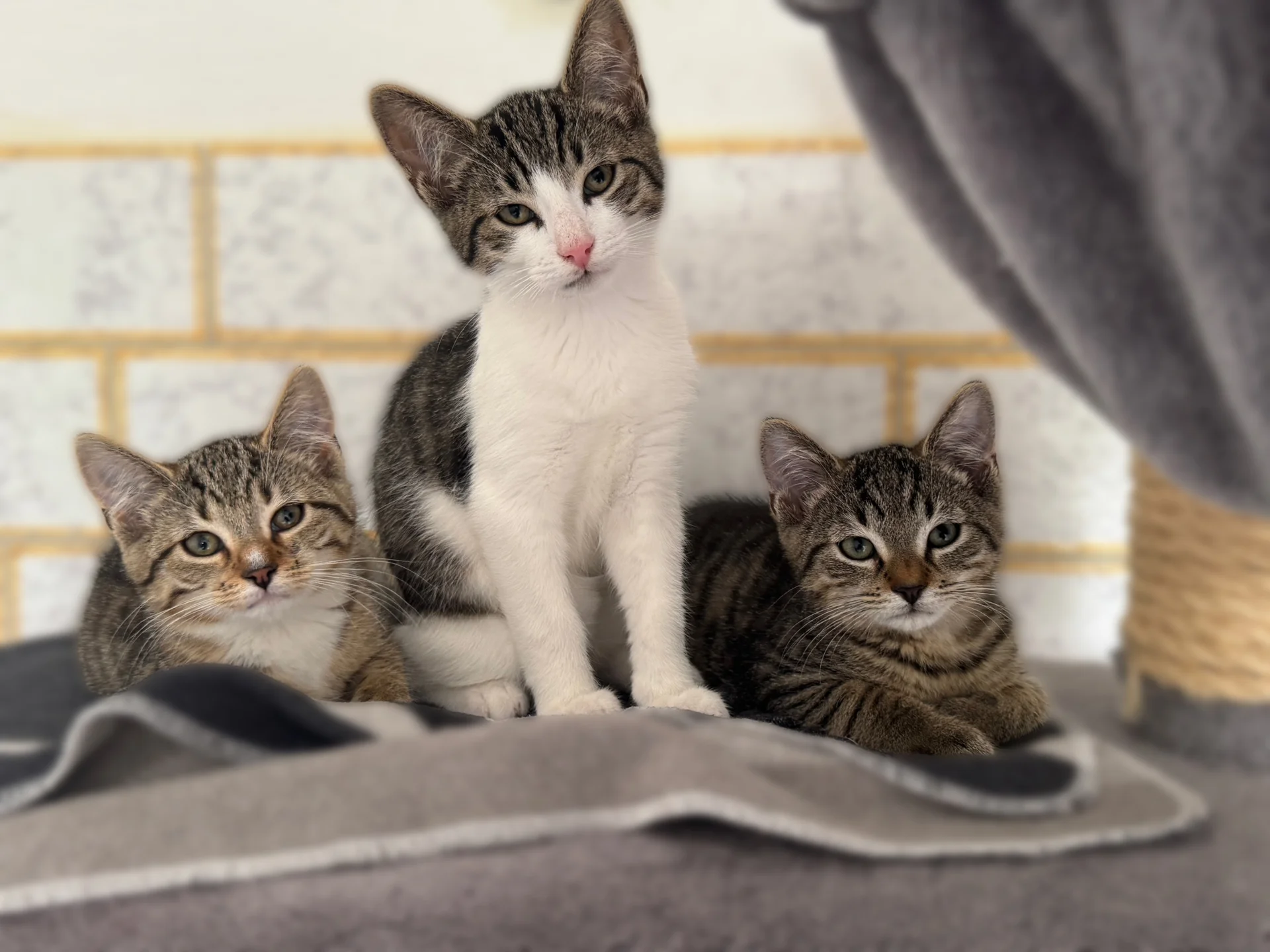 Zur Galerie: Bandit
